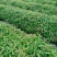 广东营养杯苗木荷木荷50～80高基地供应各种造林品种