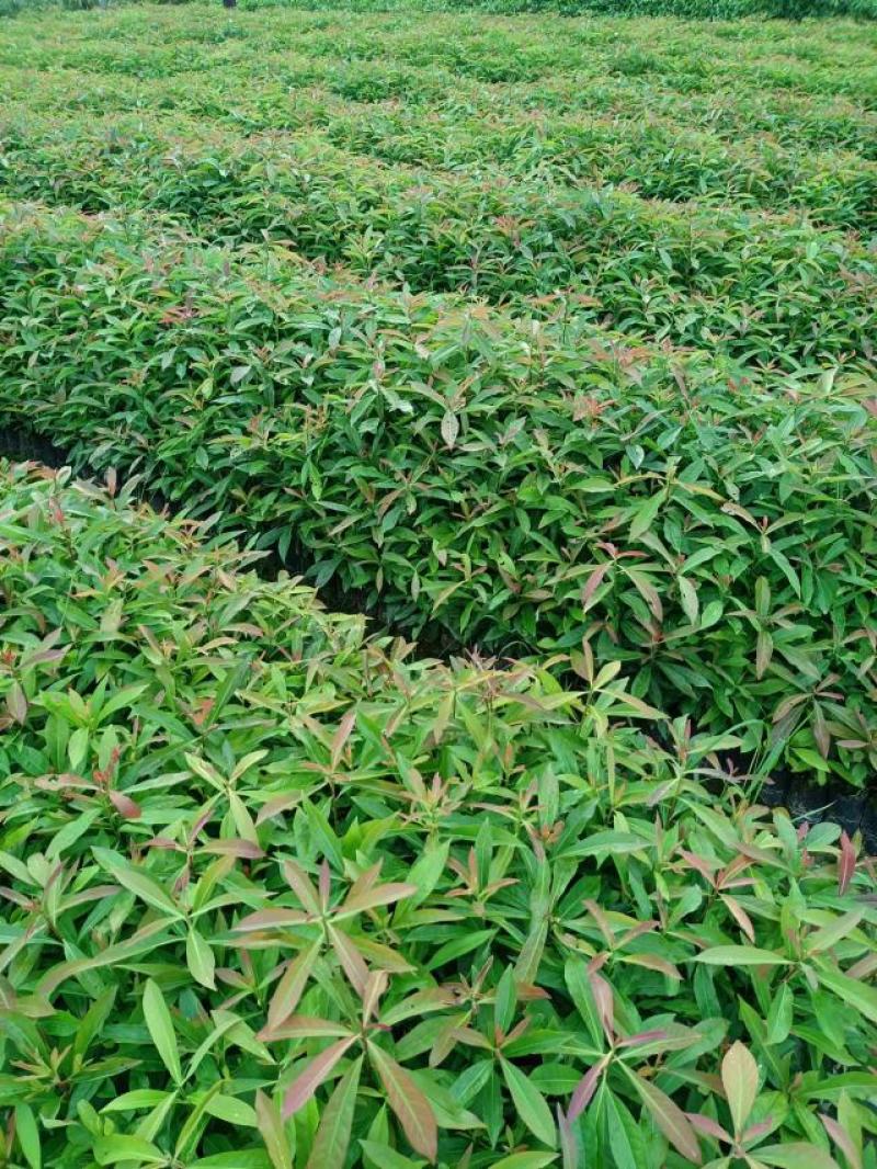 广东营养杯苗木荷木荷50～80高基地供应各种造林品种