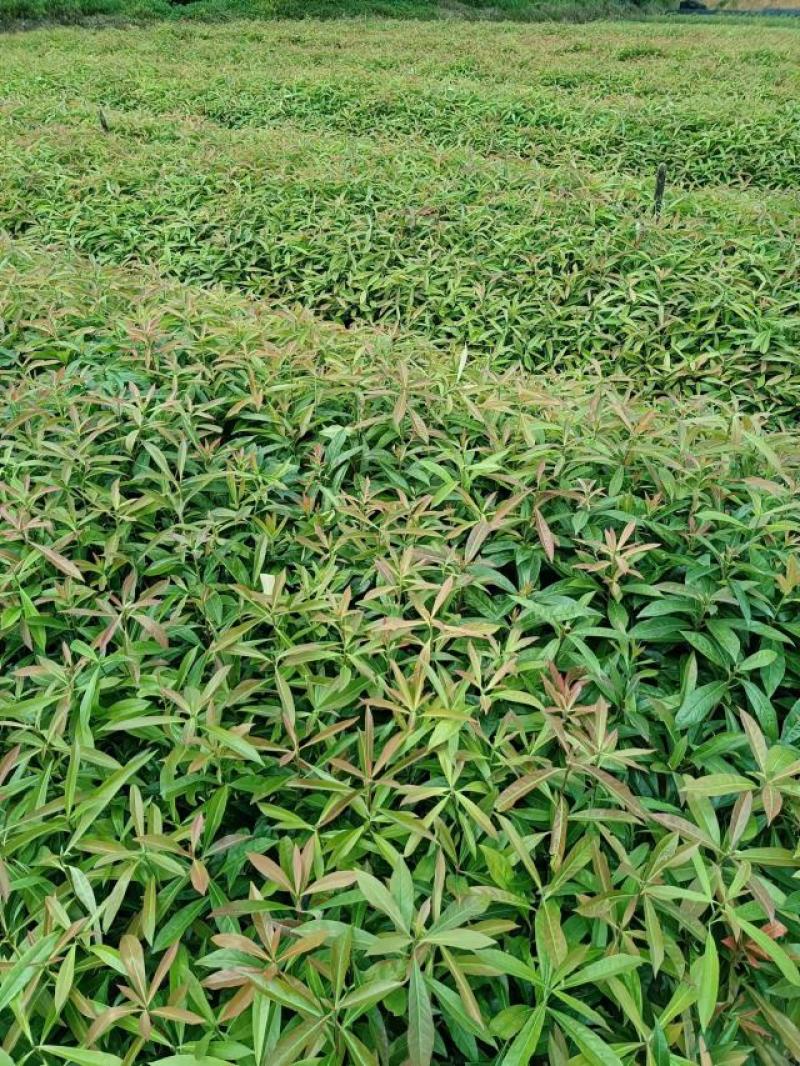 广东营养杯苗木荷木荷50～80高基地供应各种造林品种
