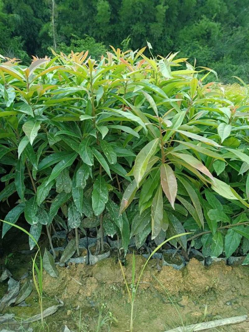 广东营养杯苗木荷木荷50～80高基地供应各种造林品种