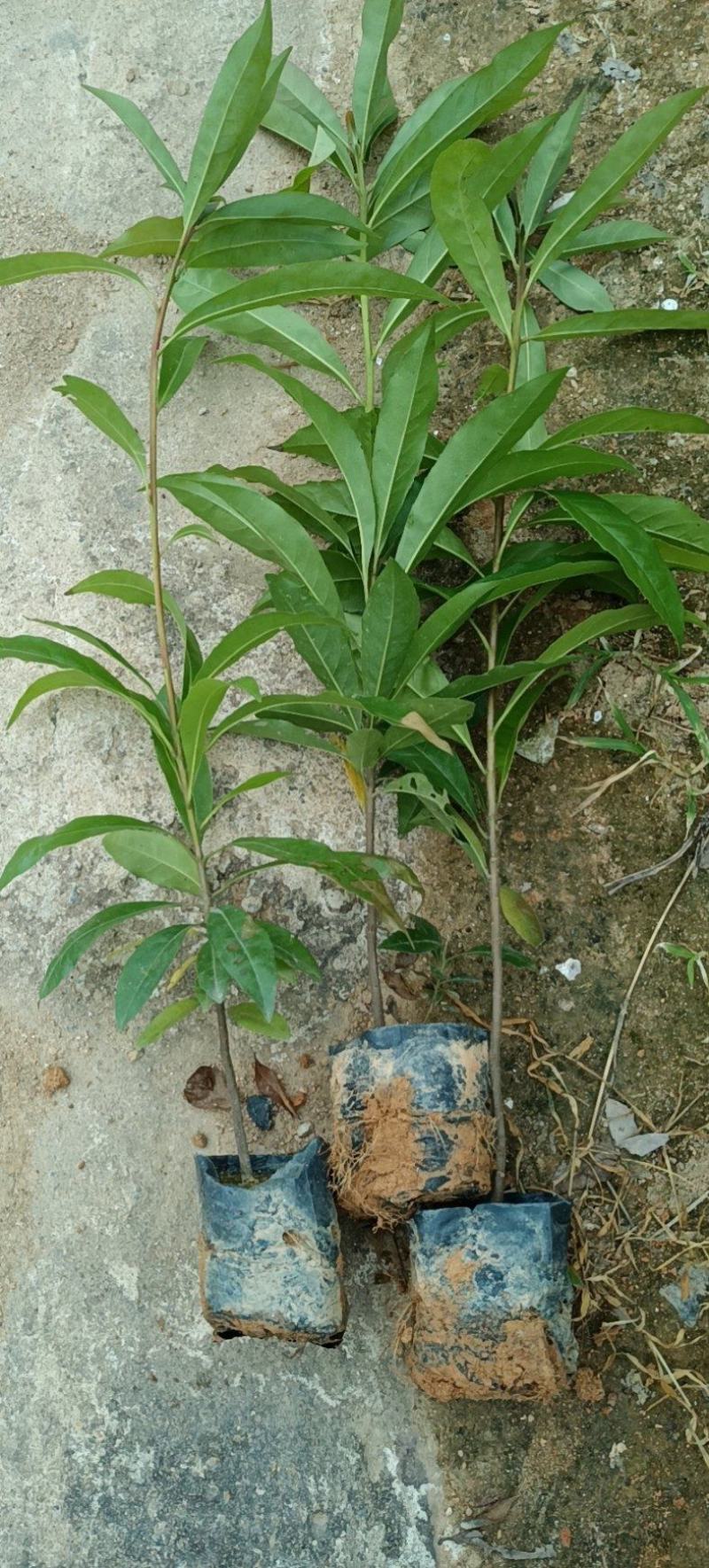 广东营养杯苗木荷木荷50～80高基地供应各种造林品种