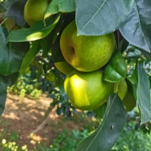 翠冠梨