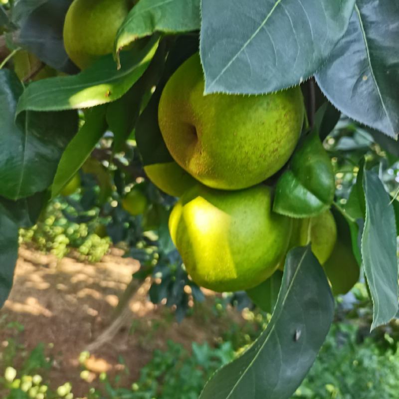 翠冠梨