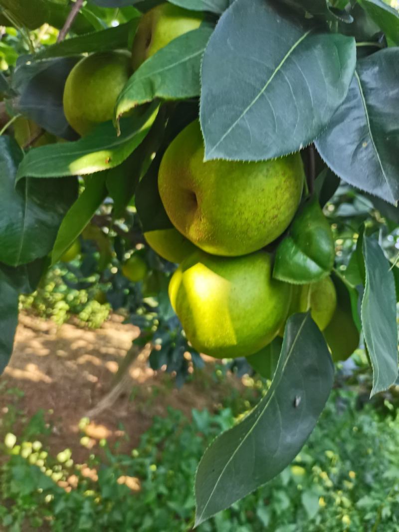 翠冠梨