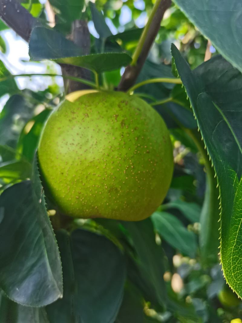 翠冠梨