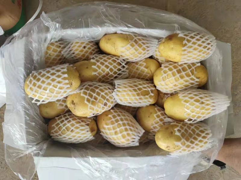 荷兰十五土豆，长年大量供应全国，质量保障，支持全国发货！