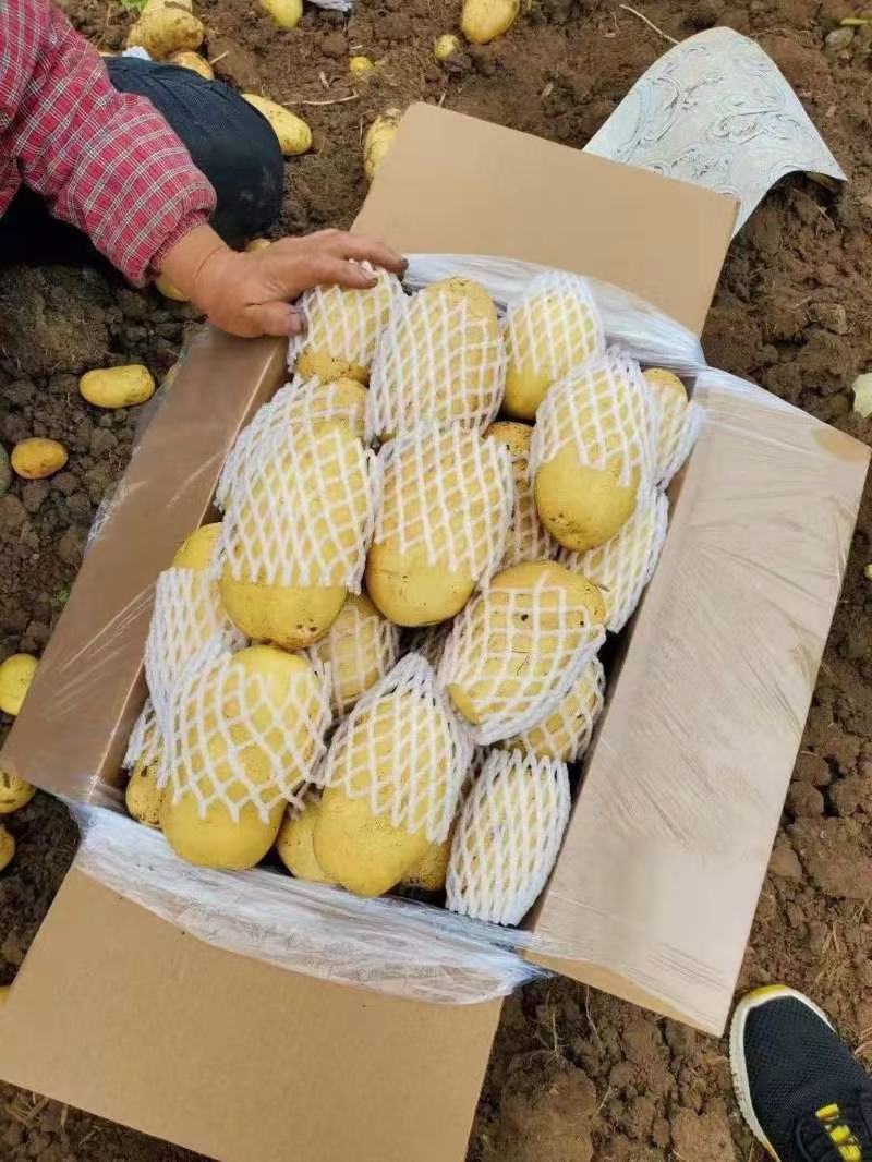荷兰十五土豆，长年大量供应全国，质量保障，支持全国发货！