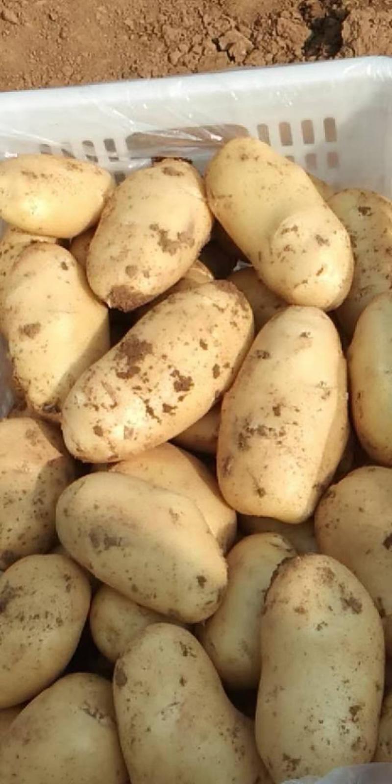 荷兰十五土豆，长年大量供应全国，质量保障，支持全国发货！