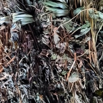 鱼腥草水洗扎把野生无根无泥货干色绿