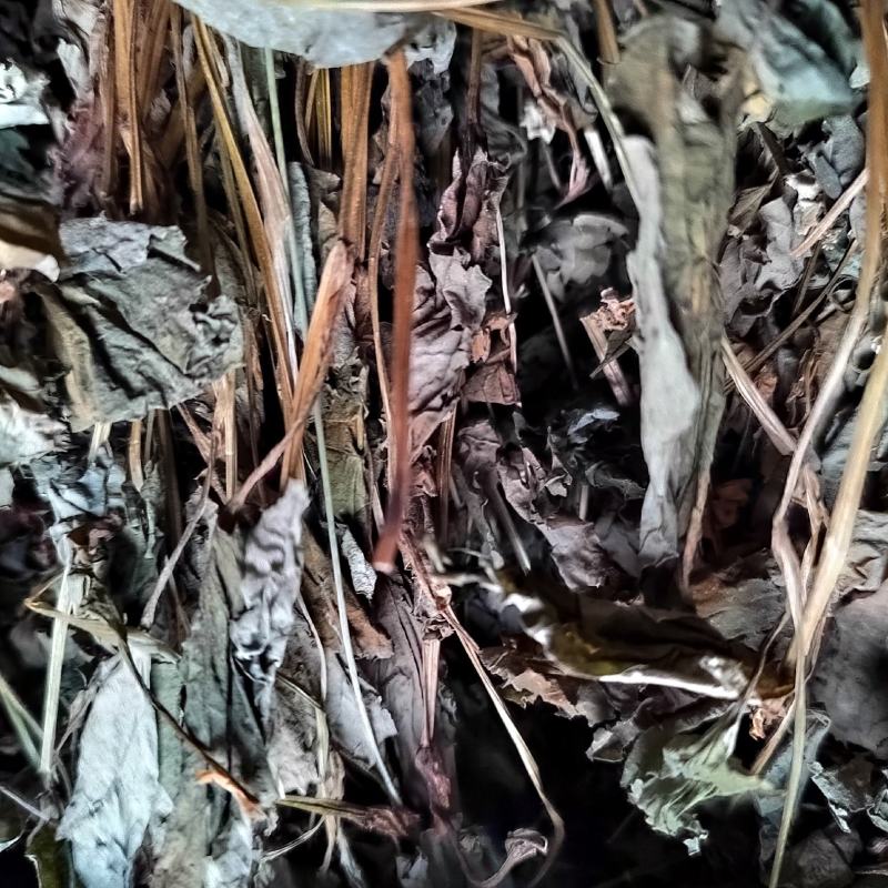 鱼腥草水洗扎把野生无根无泥货干色绿货源充足量大从优