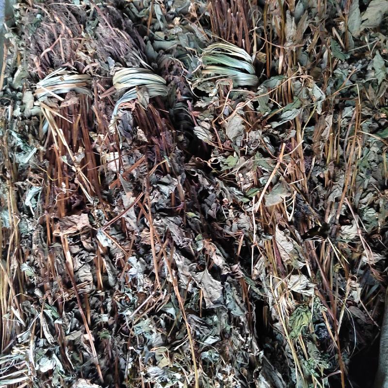 鱼腥草水洗扎把野生无根无泥货干色绿货源充足量大从优