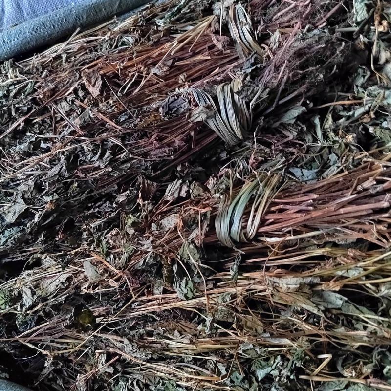 鱼腥草水洗扎把野生无根无泥货干色绿货源充足量大从优
