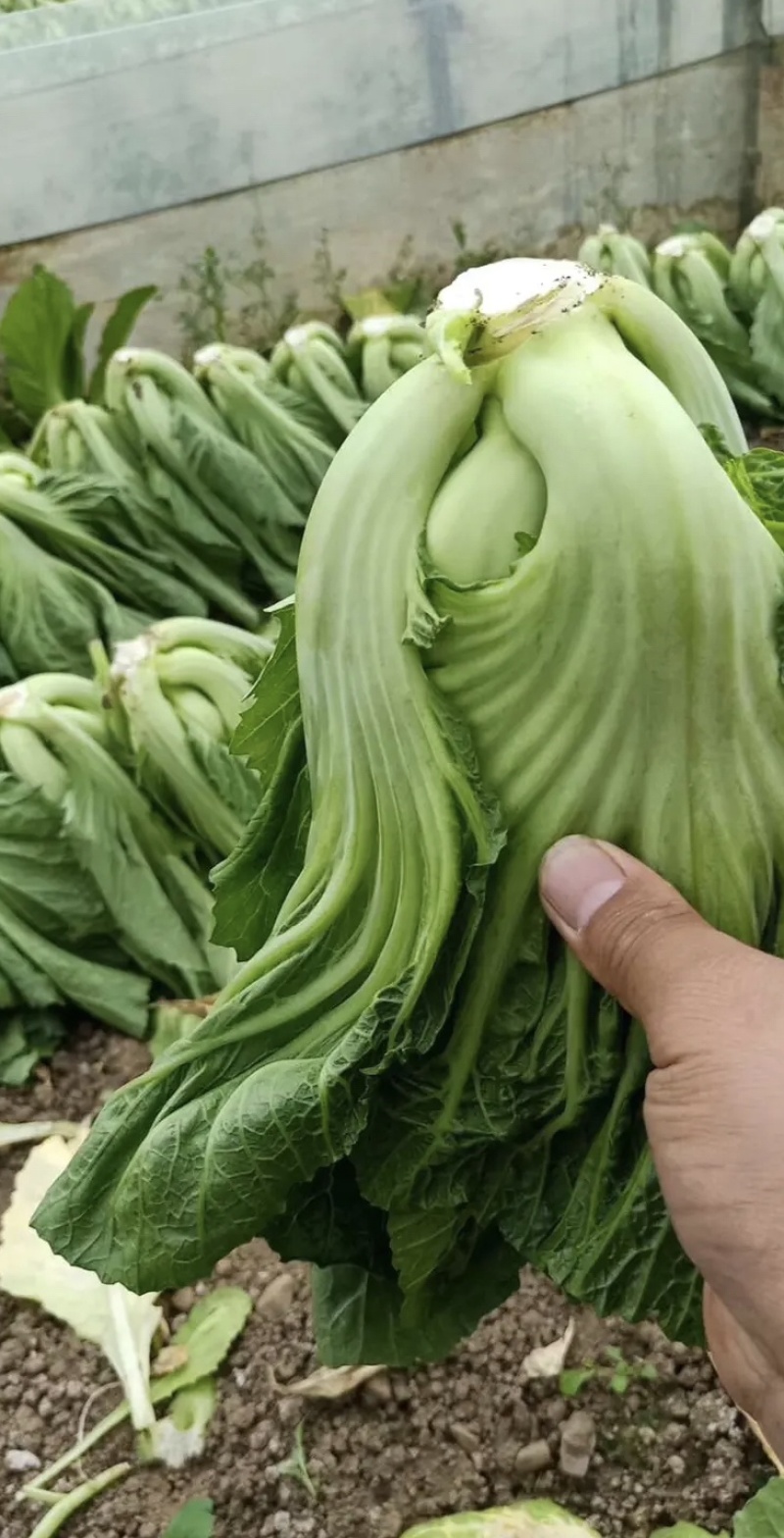 精品芥菜，一手货源视频看，品质保证以质论价云南发