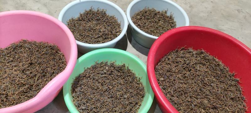 陕西蝎子野外无饲养不喂食。全活。干净无杂质