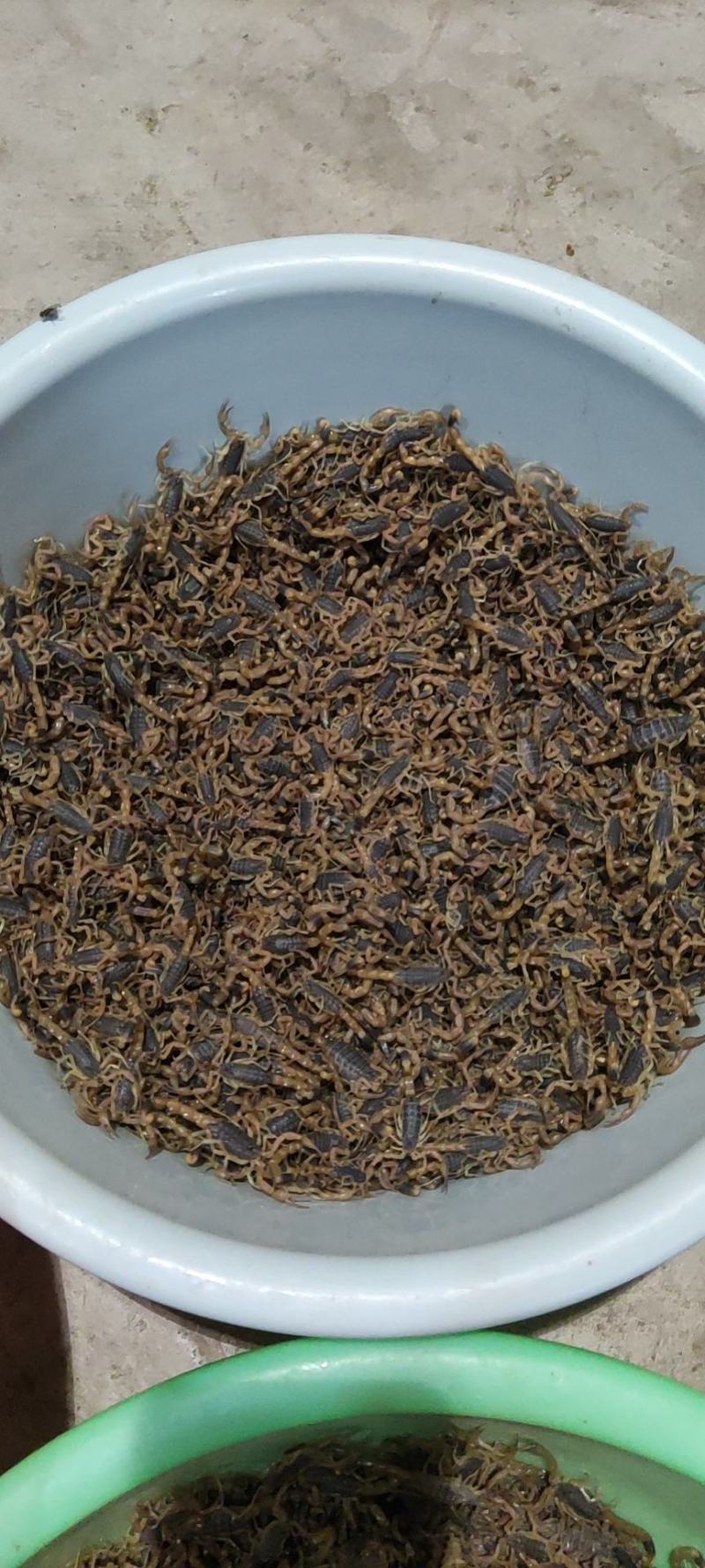 陕西蝎子野外无饲养不喂食。全活。干净无杂质