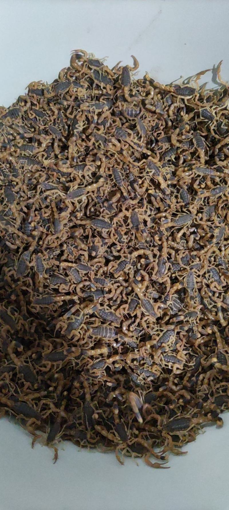 陕西蝎子野外无饲养不喂食。全活。干净无杂质