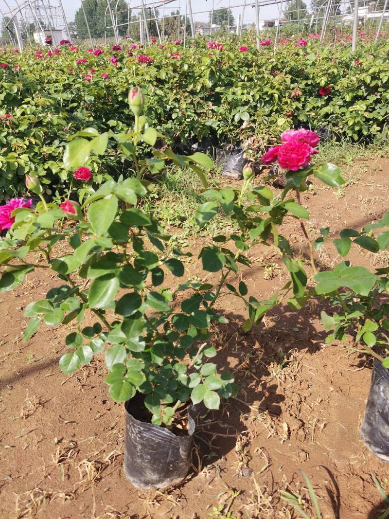 大花月季，大花月季杯苗，月季苗，花色多，品种全