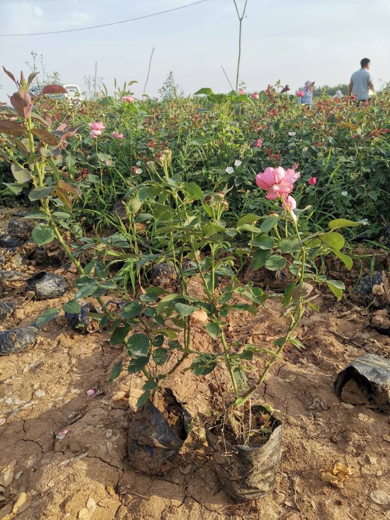 大花月季，大花月季杯苗，月季苗，花色多，品种全