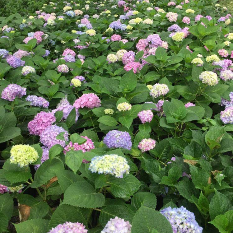 无尽夏绣球八仙花各种规格陈都绣球