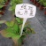 无尽夏绣球八仙花各种规格陈都绣球