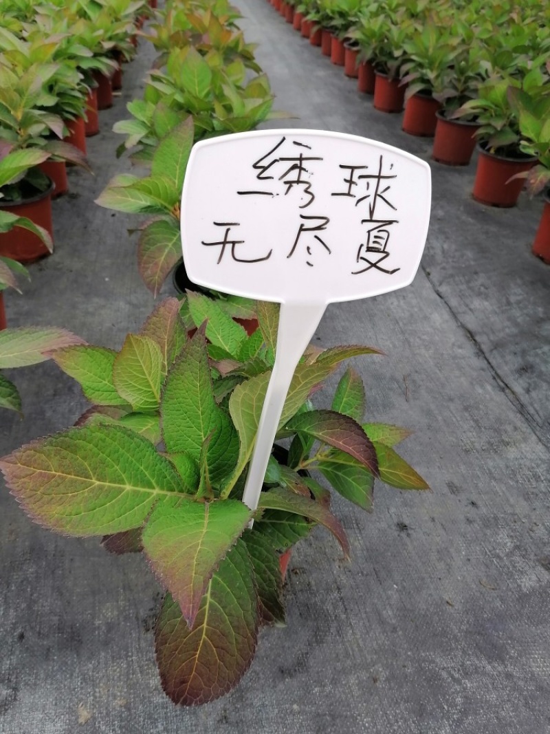 无尽夏绣球八仙花各种规格陈都绣球
