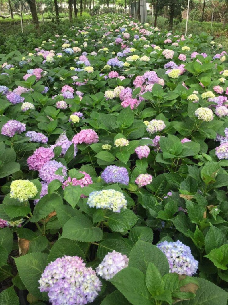 无尽夏绣球八仙花各种规格陈都绣球