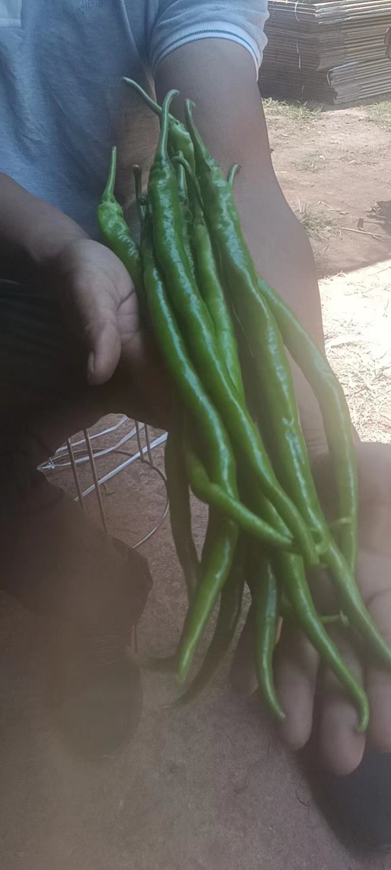 云南楚雄线辣量大从优欢迎各位老板随时联系