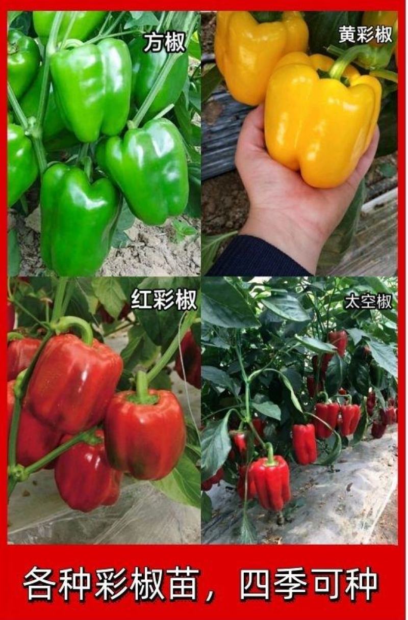彩椒苗山东甜椒苗基地直销售后保障（免费提供技术指导）