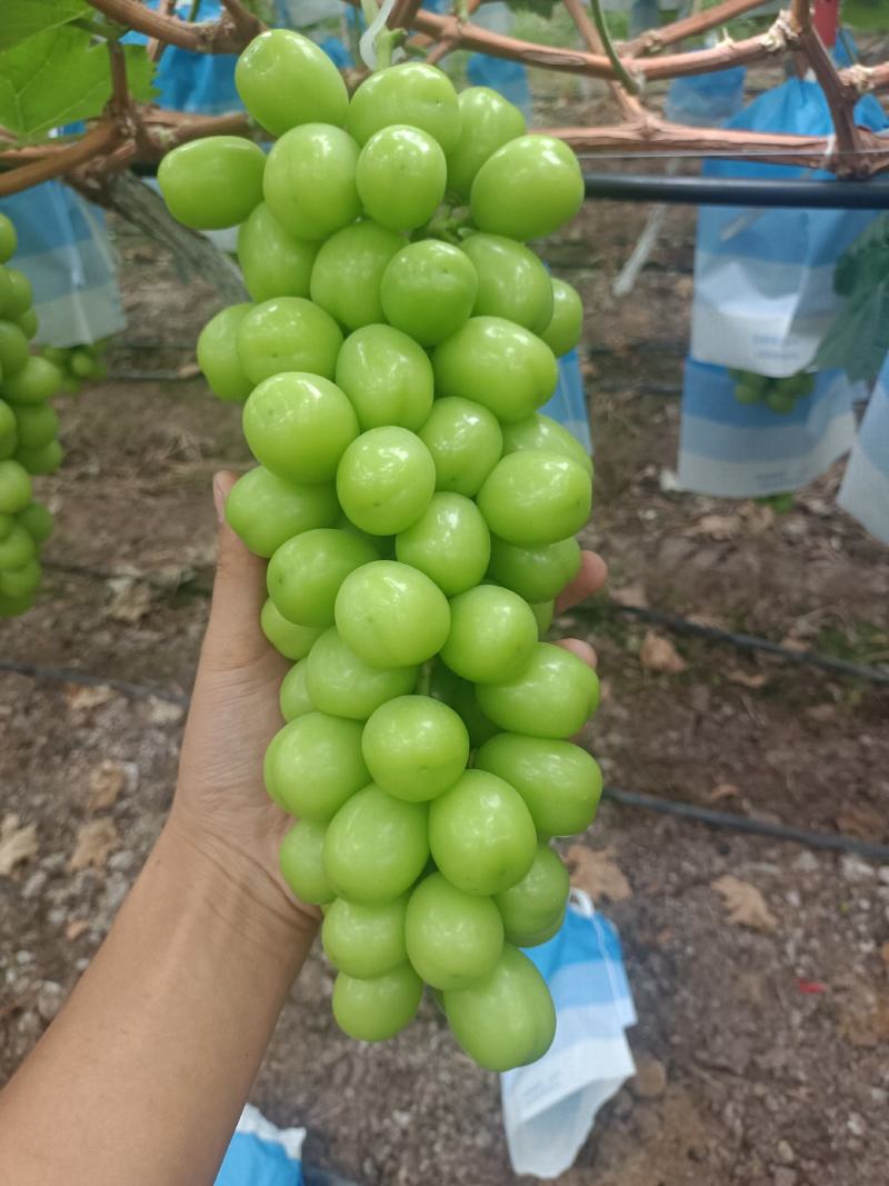 西昌阳光玫瑰