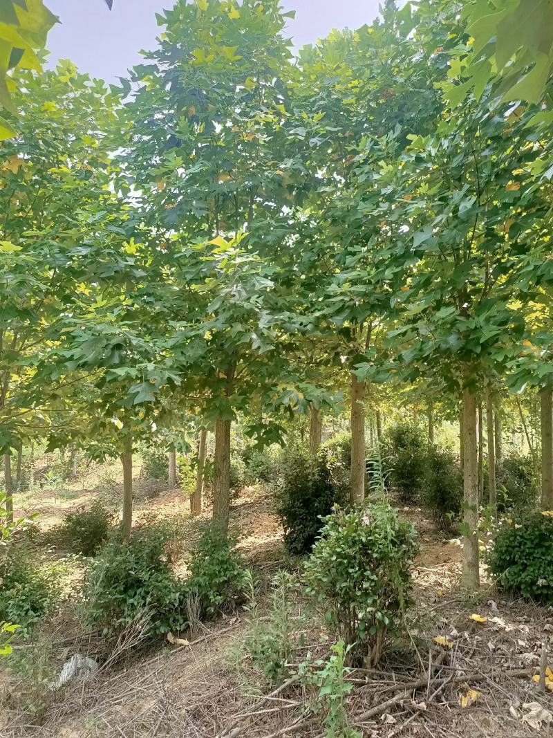 截杆发帽三年到五年的马褂木，原生，截杆发帽精品！