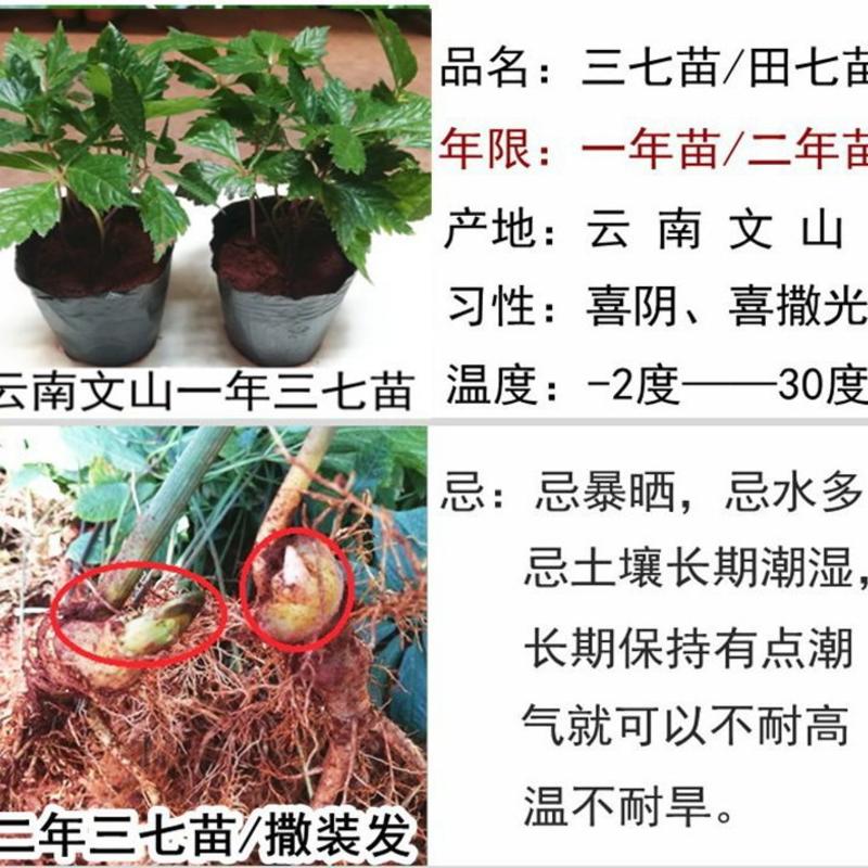 产地云南文山1年三七苗2年三七种苗三七籽条食用植物盆