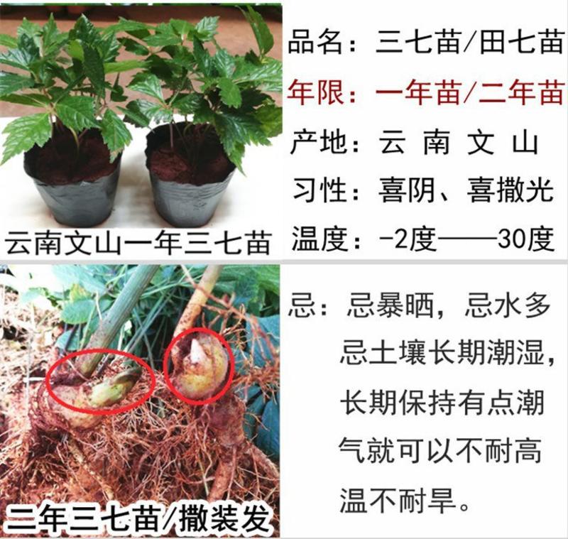 产地云南文山1年三七苗2年三七种苗三七籽条食用植物盆