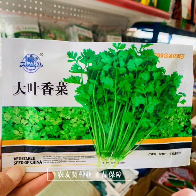 金盛达大叶香菜种子早熟生长速度快香味浓耐寒香菜种籽