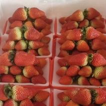 夏草莓蒙特瑞十合一