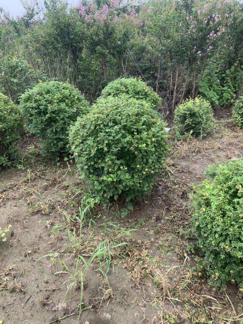 黄刺玫球，黄刺玫苗。黄刺玫球直销，黄刺玫苗。直销。庭院公