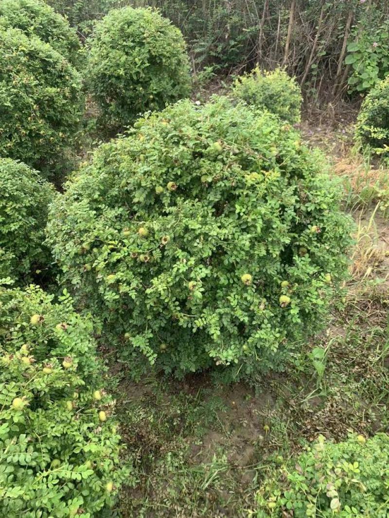 黄刺玫球，黄刺玫苗。黄刺玫球直销，黄刺玫苗。直销。庭院公
