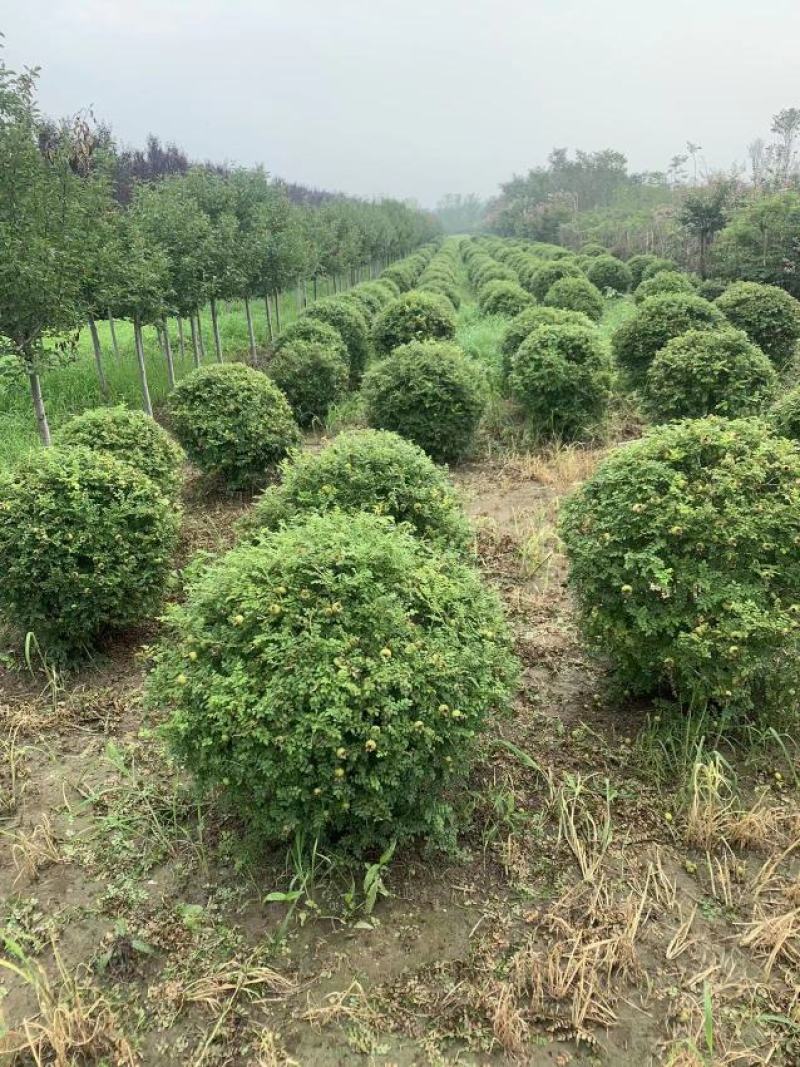 黄刺玫球，黄刺玫苗。黄刺玫球直销，黄刺玫苗。直销。庭院公