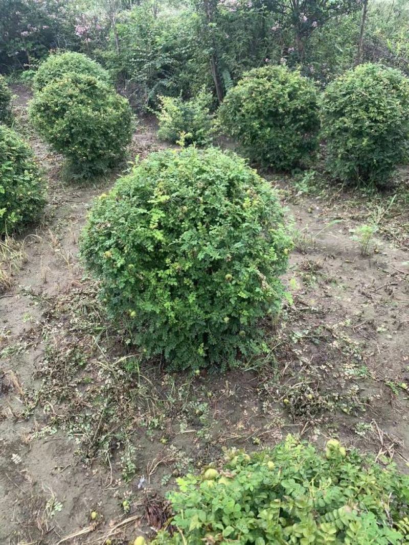 黄刺玫球，黄刺玫苗。黄刺玫球直销，黄刺玫苗。直销。庭院公