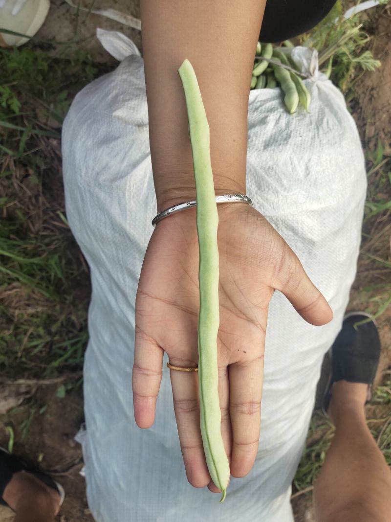 豆角精品豆角，一级蔬菜
