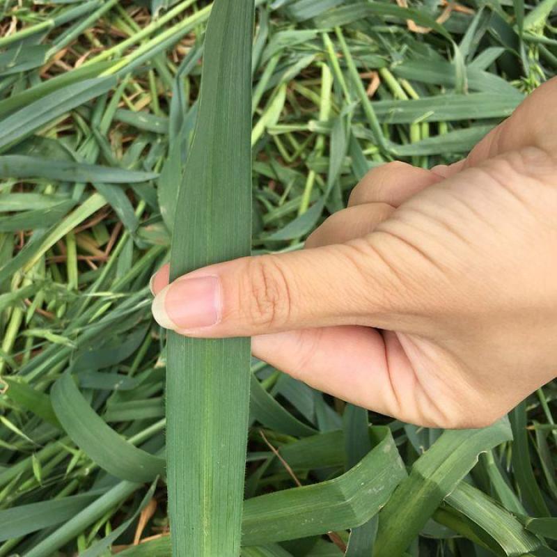 饲用燕麦种子养殖牧草种籽高产鱼饲料草籽绿肥牛羊草种籽冬天