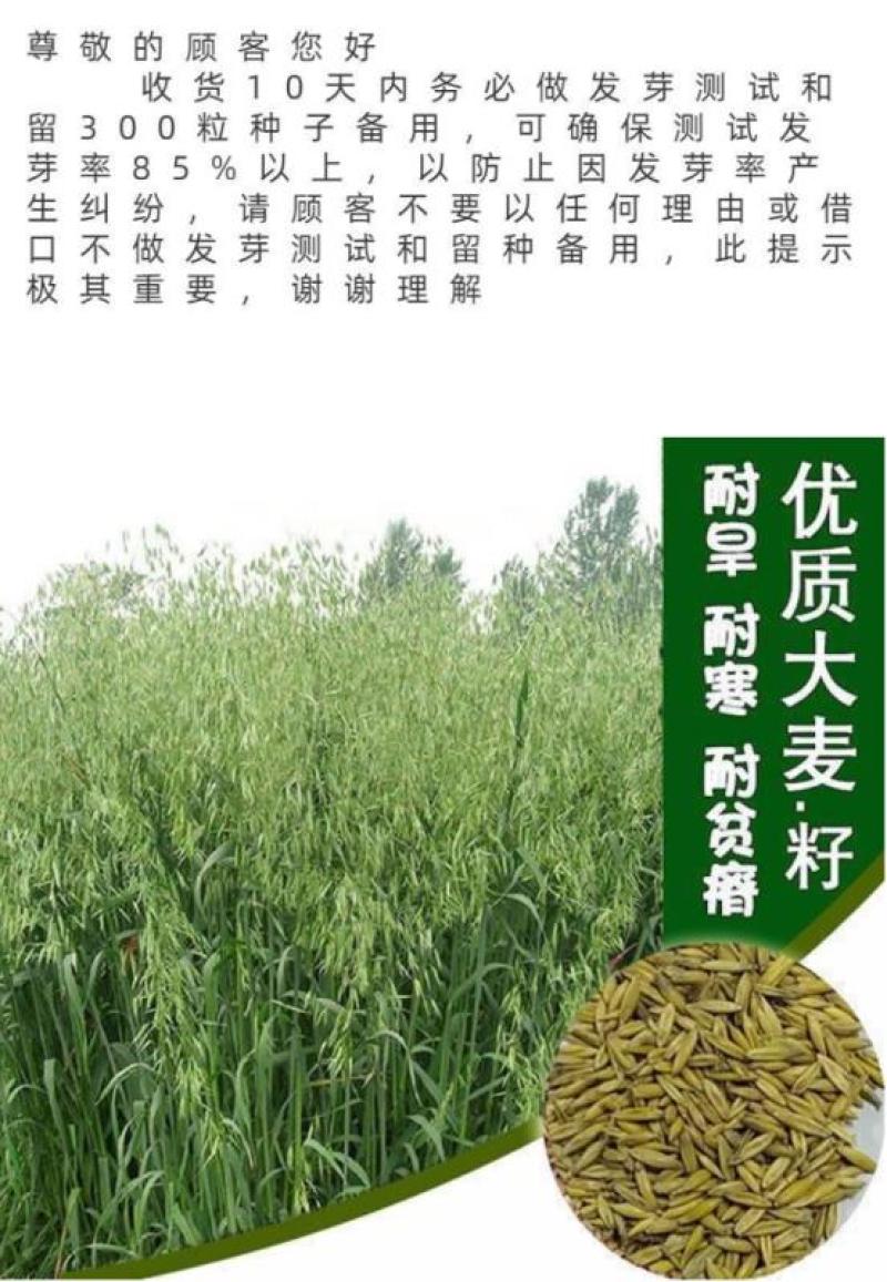 饲用燕麦种子养殖牧草种籽高产鱼饲料草籽绿肥牛羊草种籽冬天