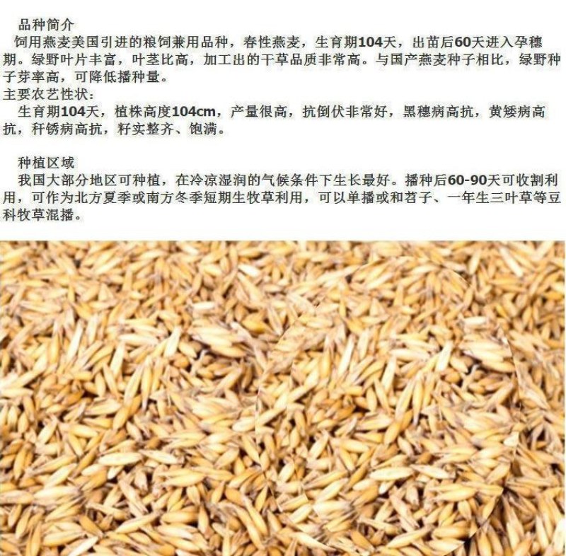 饲用燕麦种子养殖牧草种籽高产鱼饲料草籽绿肥牛羊草种籽冬天