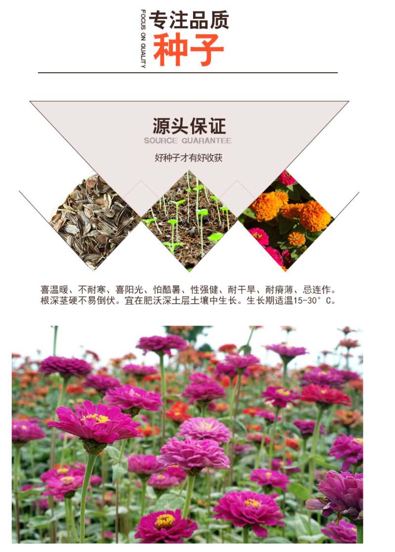 四季开花易种百日草花种子种籽道路庭院百日菊波斯菊室外阳台