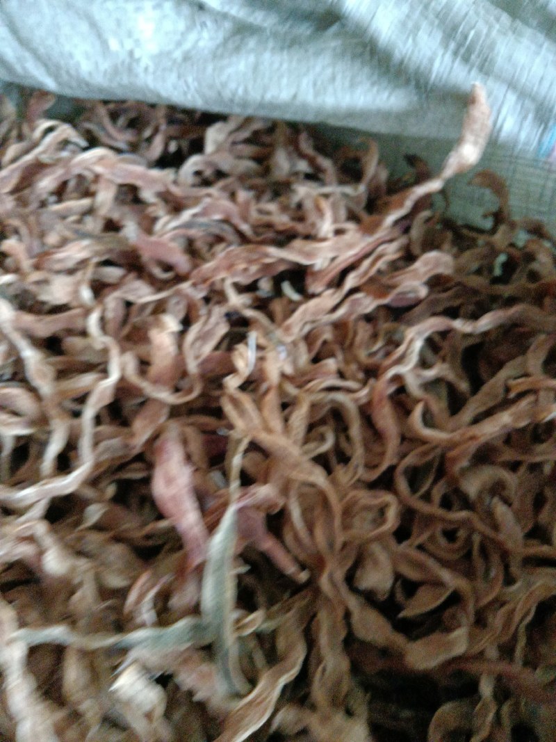 陕西，洋县干四季豆，味道纯正，口感筋道，颜色筋黄