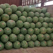 【热卖中】忻州西瓜代办大量供应电商品质批发价格