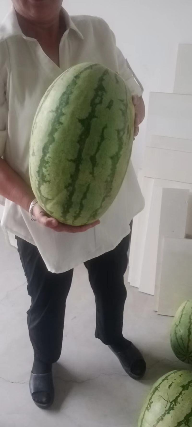 【热卖中】忻州西瓜代办大量供应电商品质批发价格