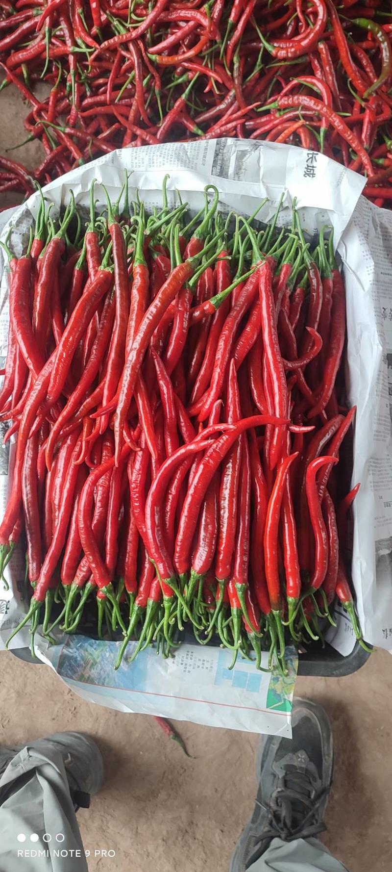 红线椒大量上市，精品货，商场货，辣椒厂货均可，需要联系