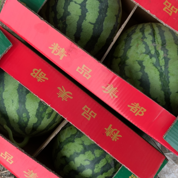 美都西瓜