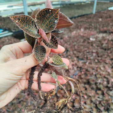 新鲜金线莲煲汤，煮水