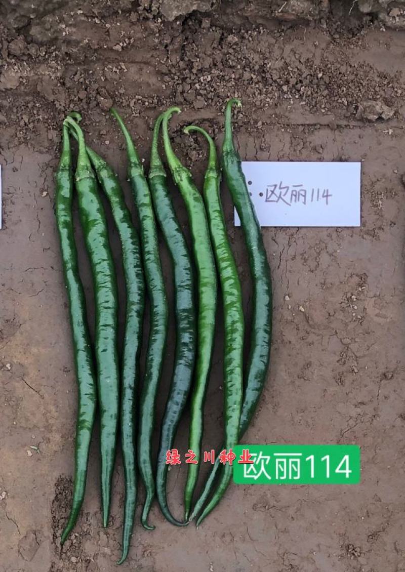 欧兰德欧丽114线椒种子深绿皮长线椒种子皮薄味辣细长